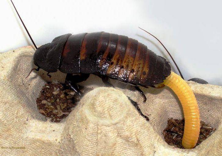 Как выглядит личинка таракана? как избавиться от личинок тараканов