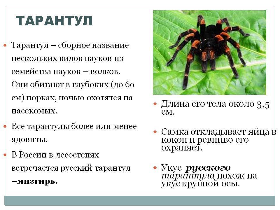 Виды скорпионов, какие бывают, какие самые опасные