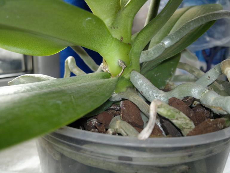 В орхидее завелись мошки: причины, что делать в домашних условиях, способы как избавиться