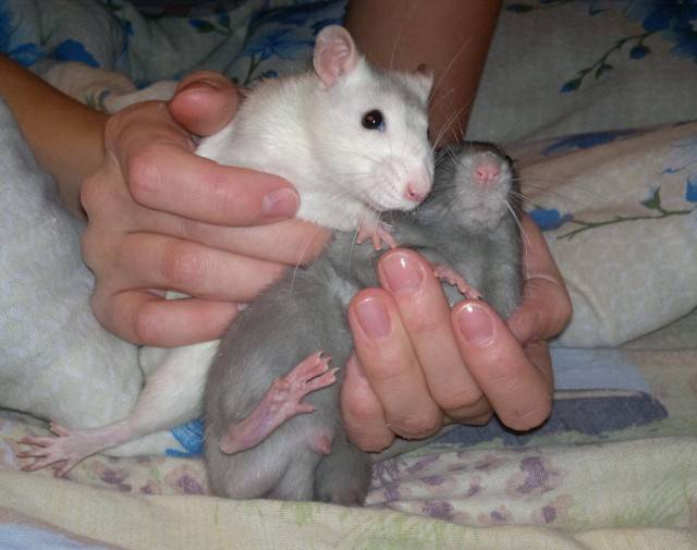 Беременность и роды диких и декоративных крыс