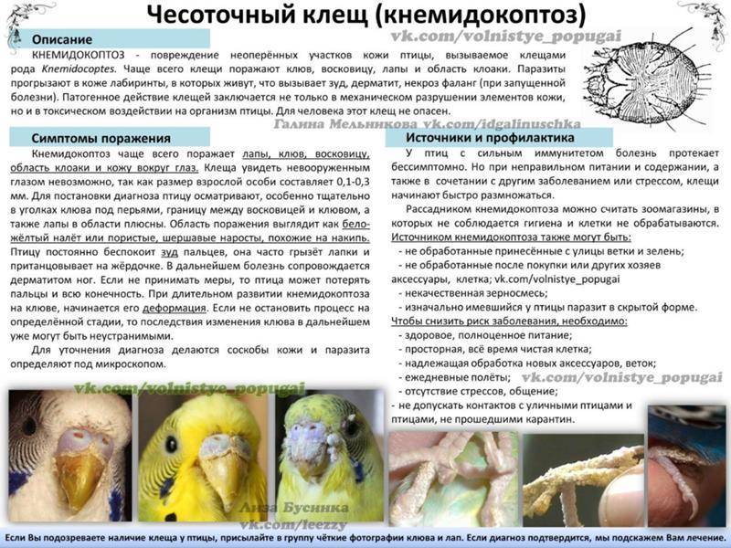 Чесоточный клещ у попугая: фото, симптомы у волнистых птиц, течение болезни, методы лечения
