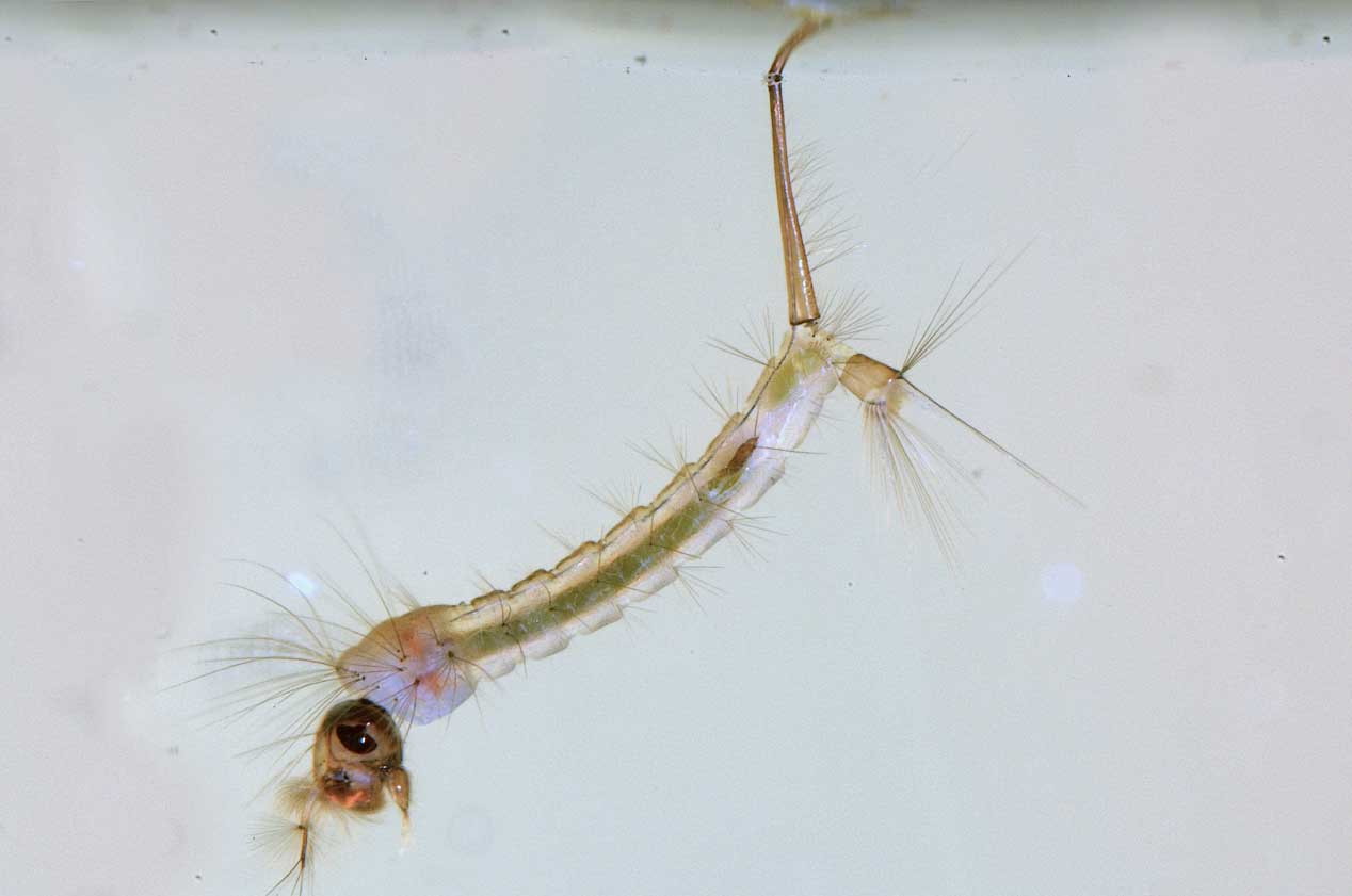 Комар под микроскопом - фото и описание