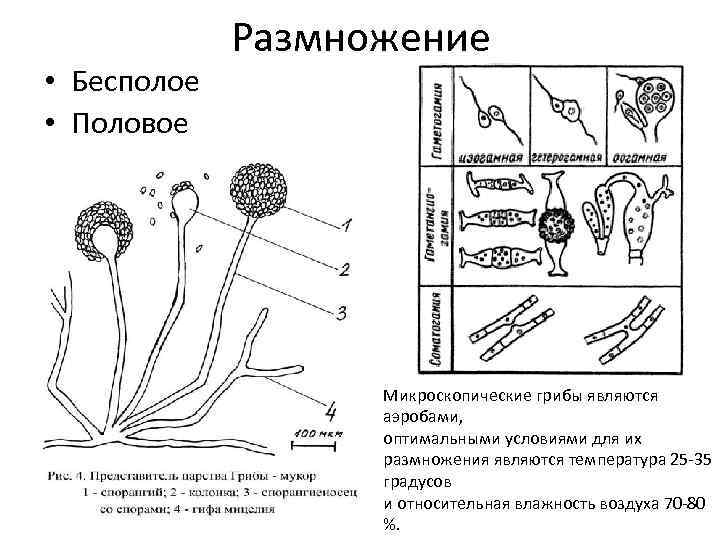 Плесневый гриб мукор: строение, как выглядит под микроскопом, +14 фото — викигриб