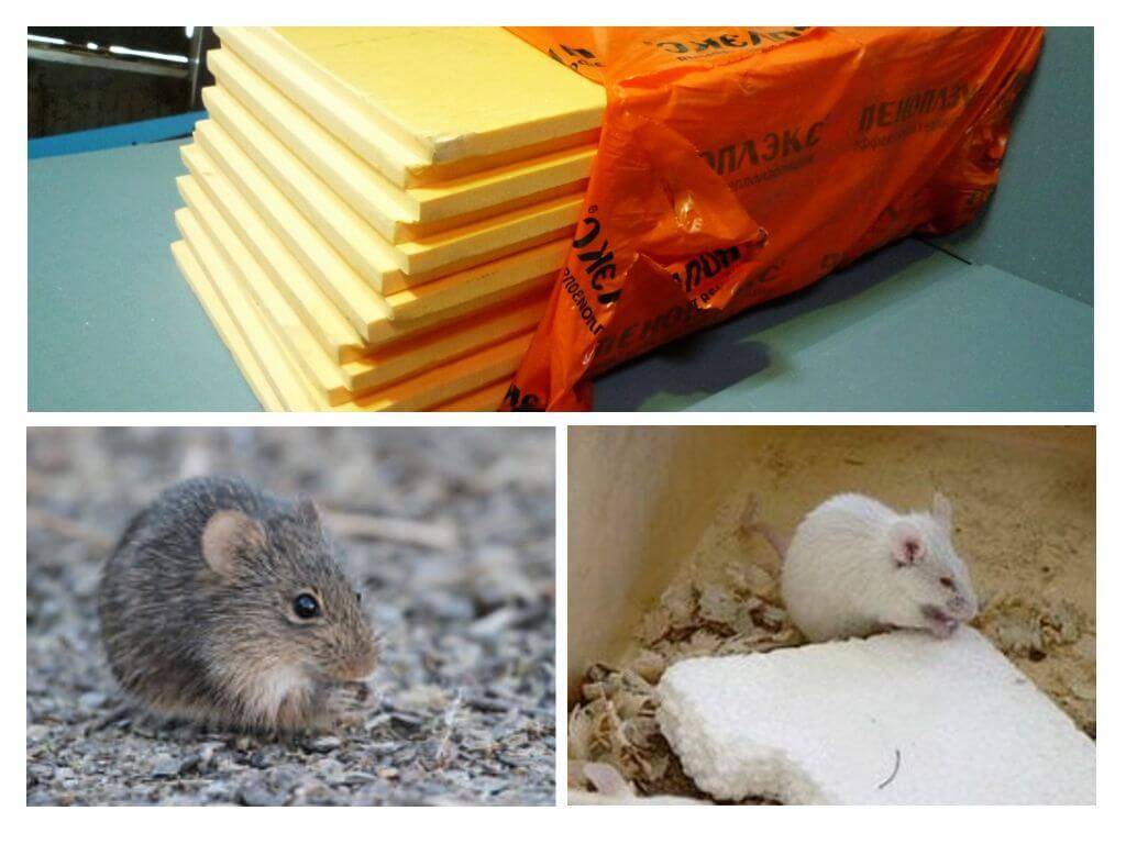 Едят ли мыши пенопласт и что с этим делать
