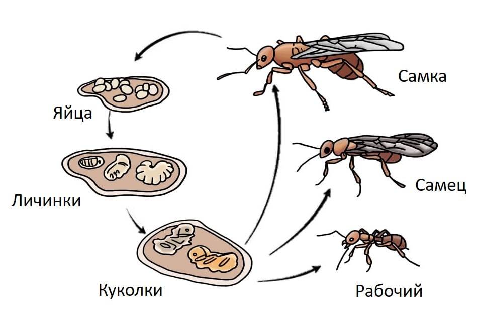 Развитие муравья от стадии яйца до имаго: жизненный цикл и этапы
