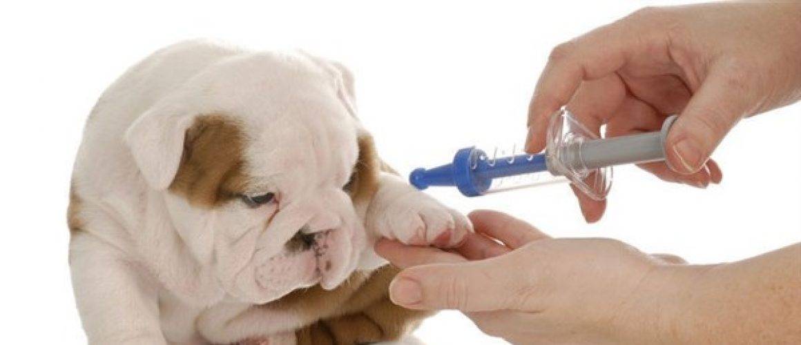 Прививка от клещей для собак │как называется препарат? │зачем  делать прививку от блох и клещей?