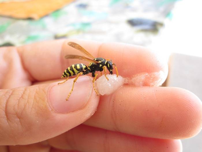 Делают ли осы мёд: характеристика насекомых, существует ли такой продукт