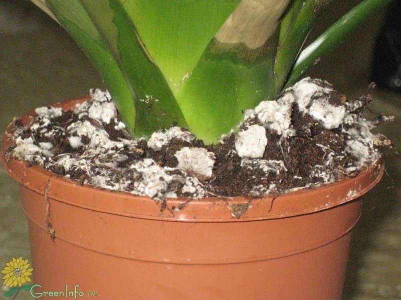 Как убрать белый налет на почве в цветочных горшках