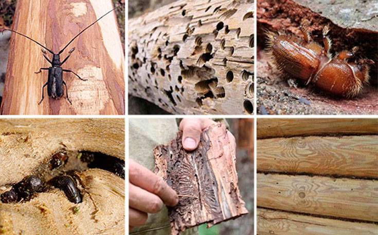 Жук точильщик в деревянном доме – как избавиться от древоточца навсегда – дачные дела