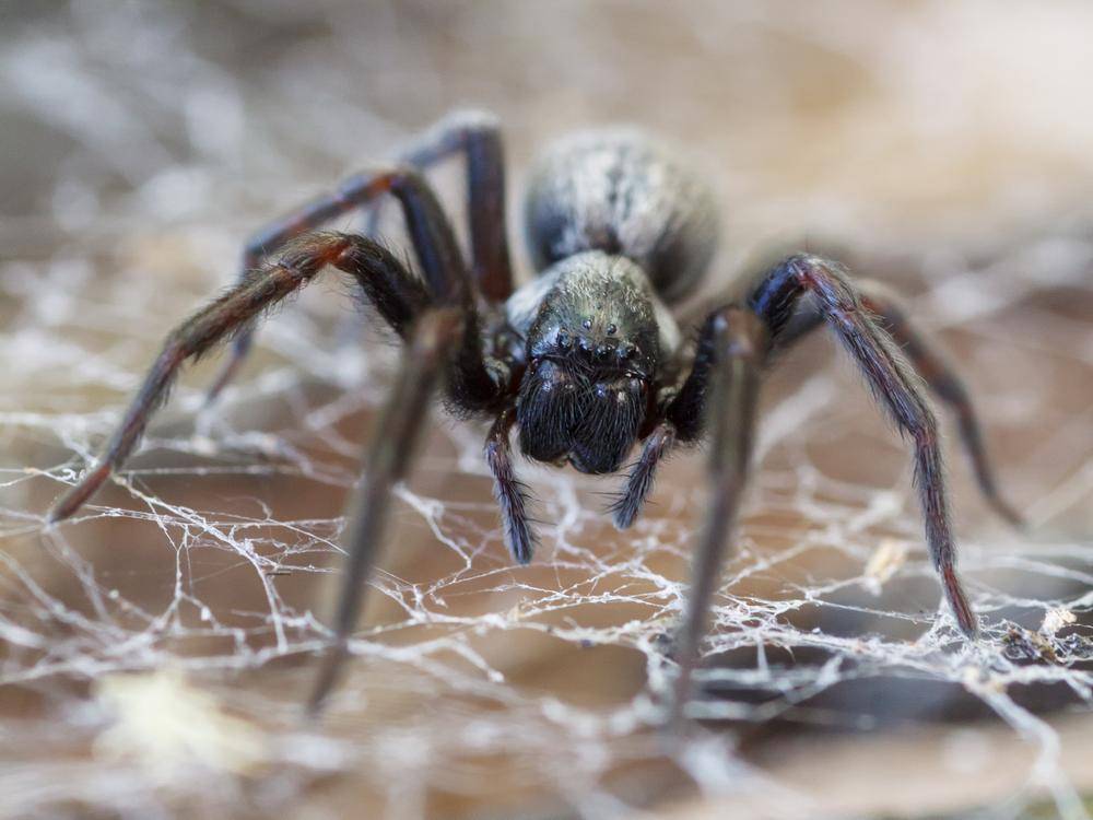 Топ-10 самые опасные пауки в мире