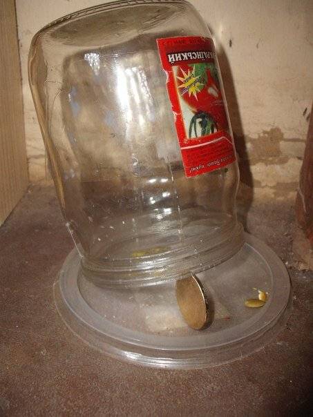 Как поймать мышь в доме и квартире без мышеловки: ловушка из пластиковой бутылки, ведра и клея