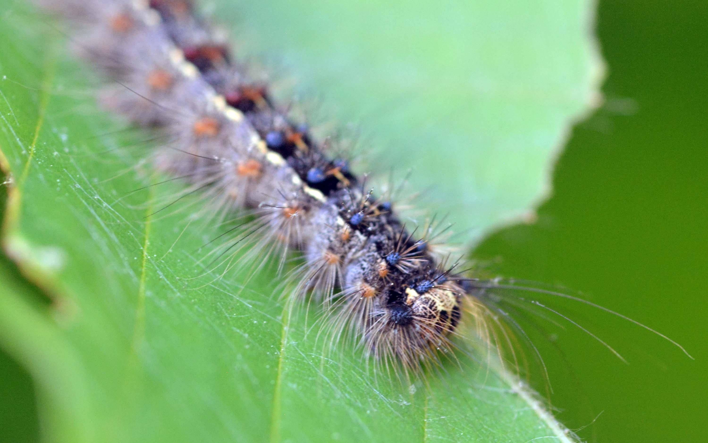 Шелкопряд: описание насекомого и его основные разновидности