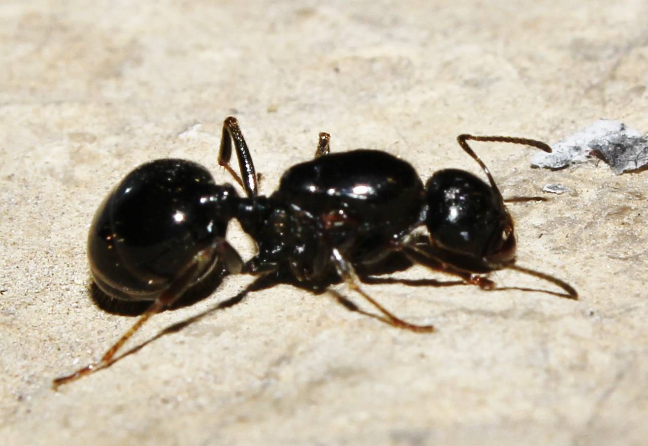 ???? муравьи жнецы messor structor: чем кормить мессор структор, что едят в формикарии, сколько живут, содержание и уход