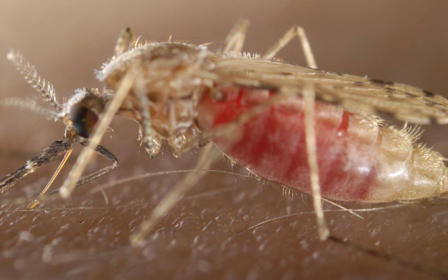 Комар как биологический вид