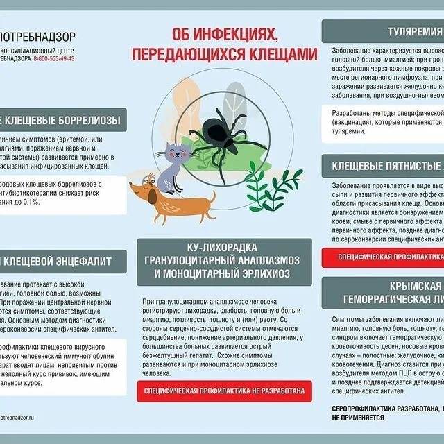Зудень виноградный | справочник пестициды.ru
