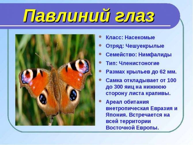 Бабочка дневной павлиний глаз: описание и фото
