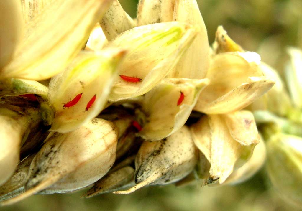 Трипсы на пшенице борьба с ним. пшеничный трипс: особенности развития, природные враги и способы борьбы с вредителем