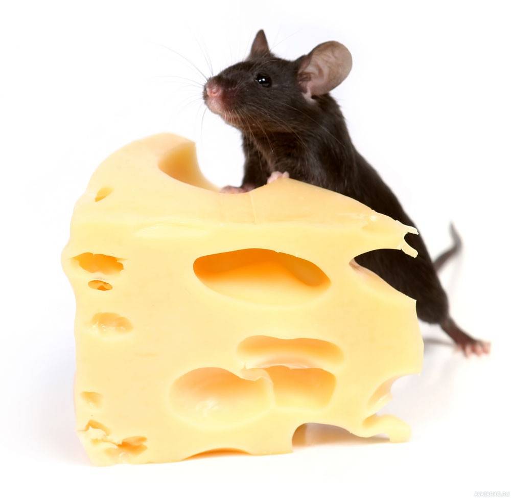 Мыши едят сыр или нет