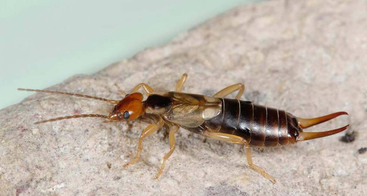 Двухвостка или уховёртка: чем опасна для человека и как избавиться от членистоногого насекомого