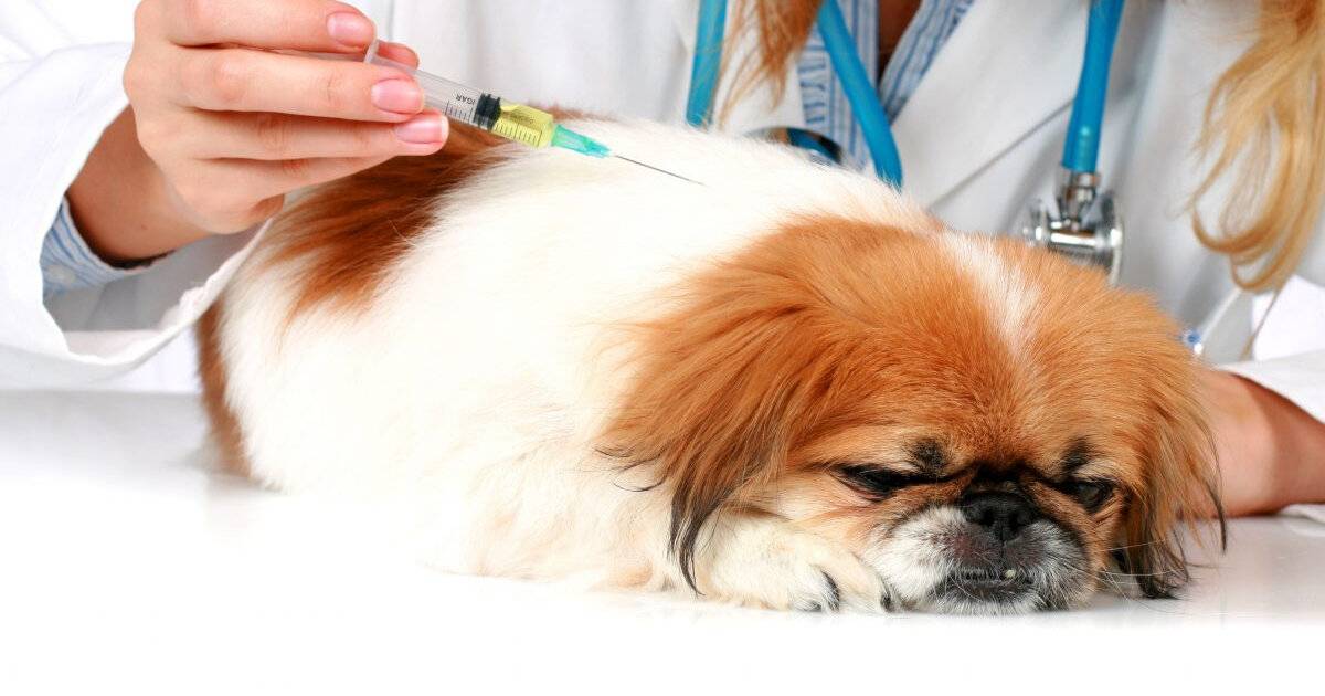 Как сделать прививку собаке самостоятельно: вакцины, противопоказания