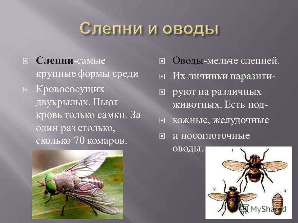 Овод насекомое. описание, особенности, виды, образ жизни и среда обитания овода | живность.ру
