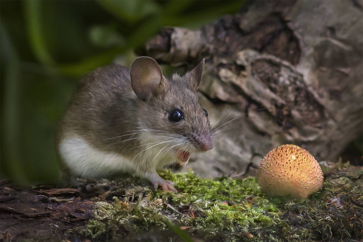 Биологические особенности строения мышей