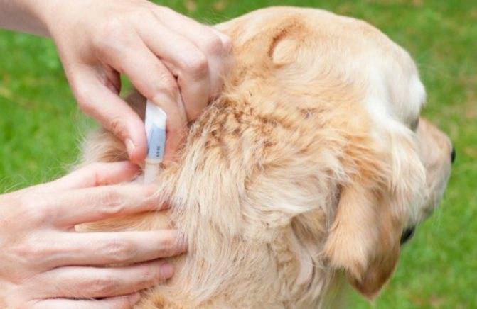 Спреи для собак от блох и клещей: виды, характеристика препаратов, дозировка, противопоказания