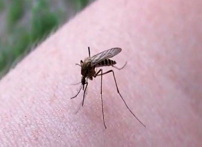 Когда исчезают комары, в каком месяце перестанут летать