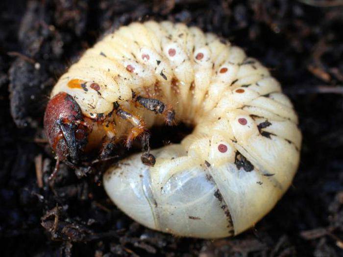 Методы и меры борьбы с личинками майского жука