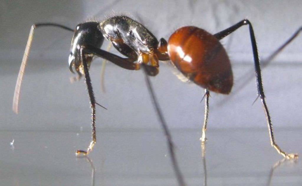 Самый большой муравей в мире: фото