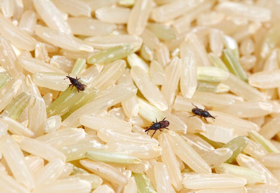 Жучки в крупе (31 фото): как избавиться от жуков навсегда, если завелись на кухне? как бороться с насекомыми в муке?