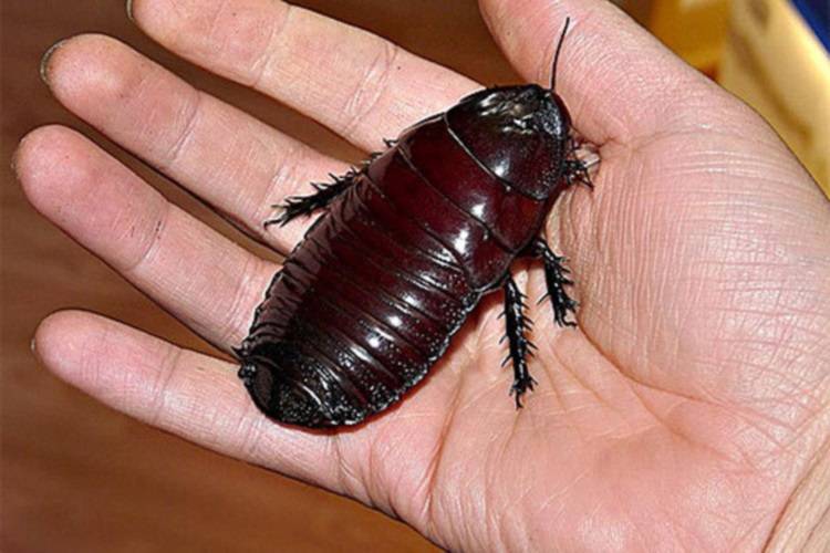 Самые большие тараканы в мире- фото и описание