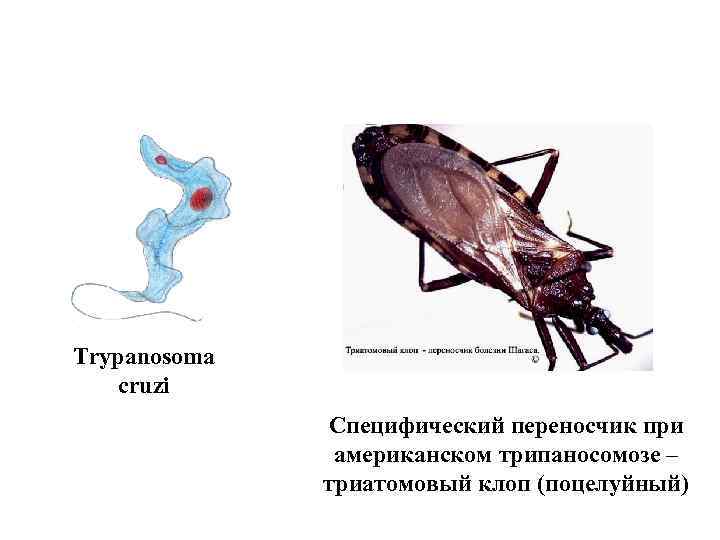 Опасны ли для человека укусы постельных клопов - oklope