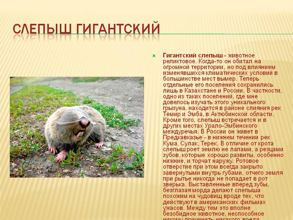 Слепыш: как избавиться на участке, фото и описание