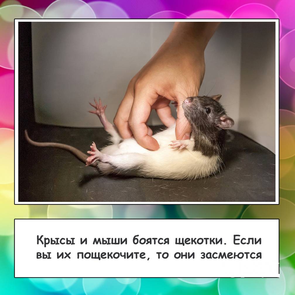 Чего боятся крысы — народные средства и запахи от крыс
