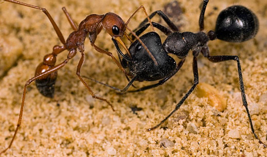 Красные и чёрные муравьи бульдоги
