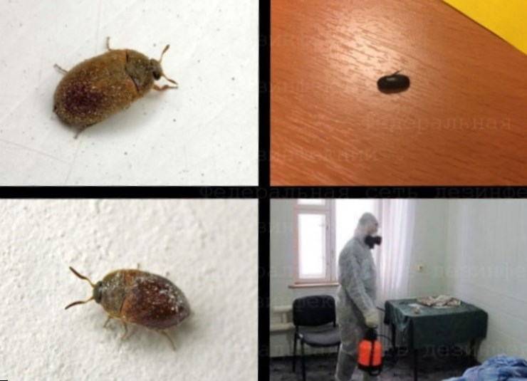Как избавиться от жука-кожееда в квартире