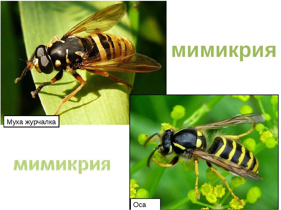 Оса образец. Муха журчалка и Оса. Оса Муха журчалка пчела. Мимикрия Оса и Муха. Муха осовидка и Оса Мимикрия.