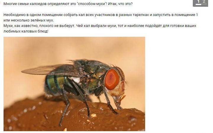 Почему мухи такие назойливые. почему мухи садятся на человека? что их привлекает? почему мухи надоедают с самого утра