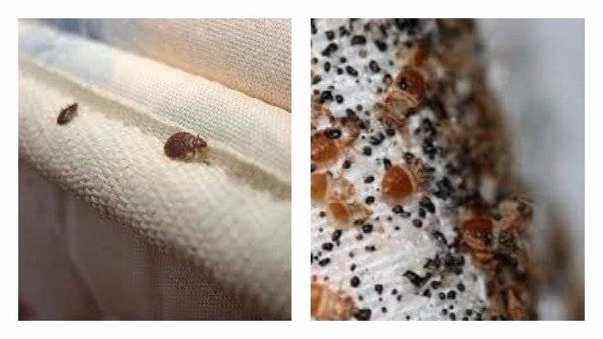 Яйца и личинки клопов: как выглядят (фото) и как их уничтожить / как избавится от насекомых в квартире