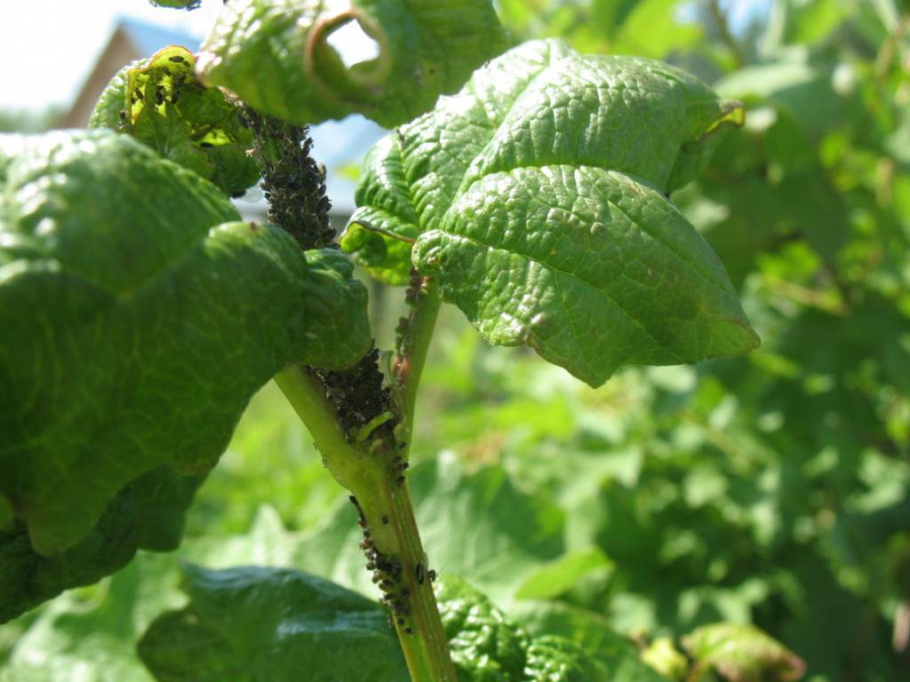 Белокрылка в саду на плодовых деревьях: как избавится от насекомого