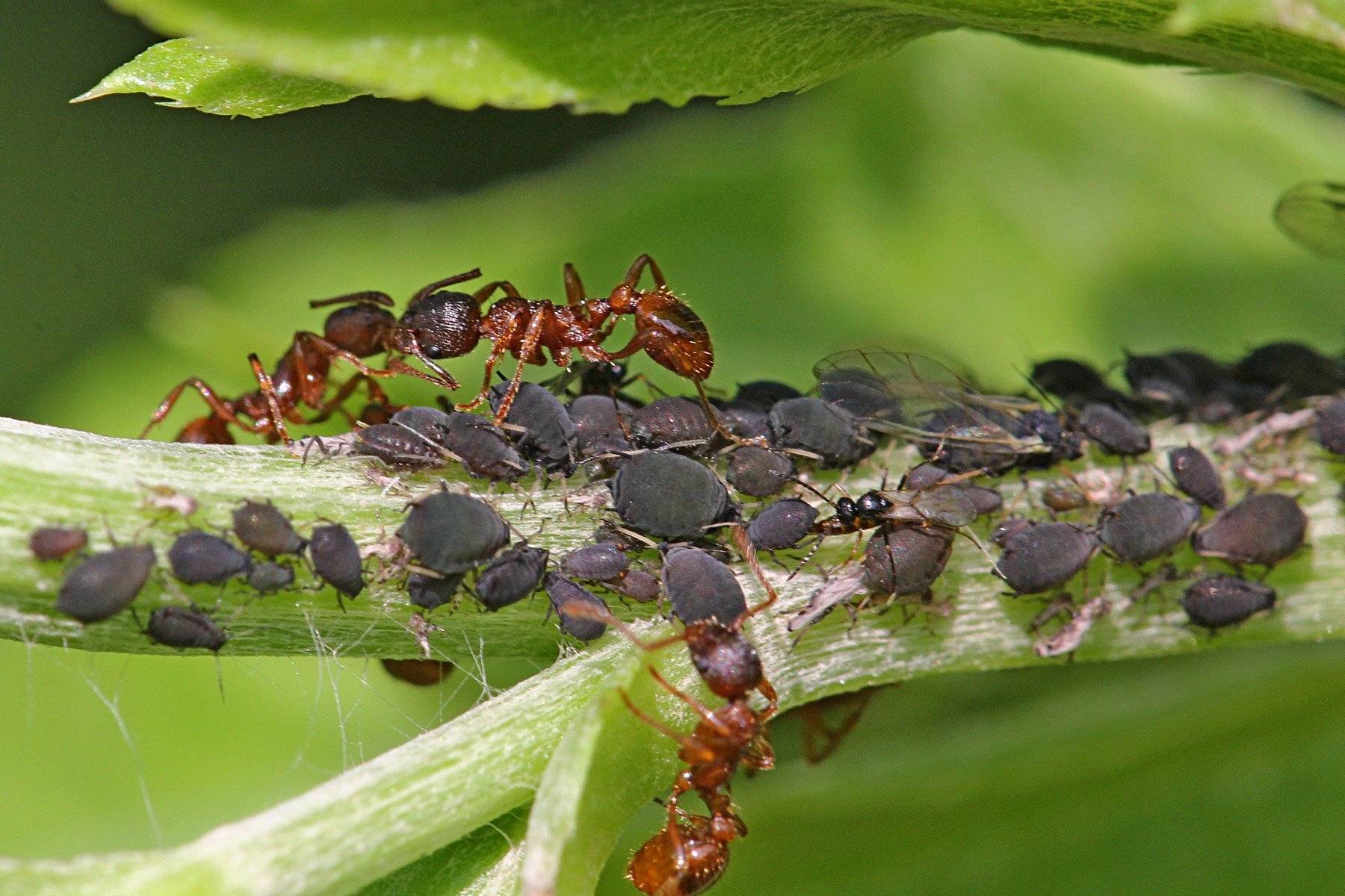 Муравьи на смородине - как избавиться от вредителей; химические и биологические методы борьбы с паразитами, народные средства; муравьи и тля - взаимодействие паразитов на кустах смородины; профилактич
