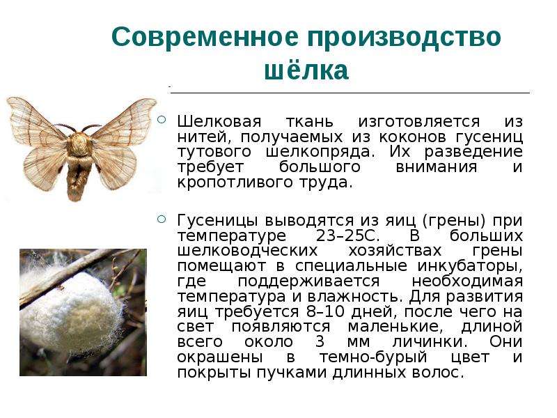Тутовый шелкопряд насекомое. описание, особенности, виды и среда обитания шелкопряда | живность.ру