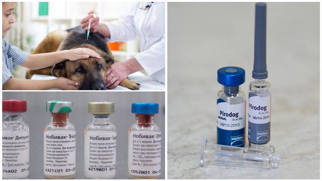 Прививка от клещей для собак – нужно ли делать всем?