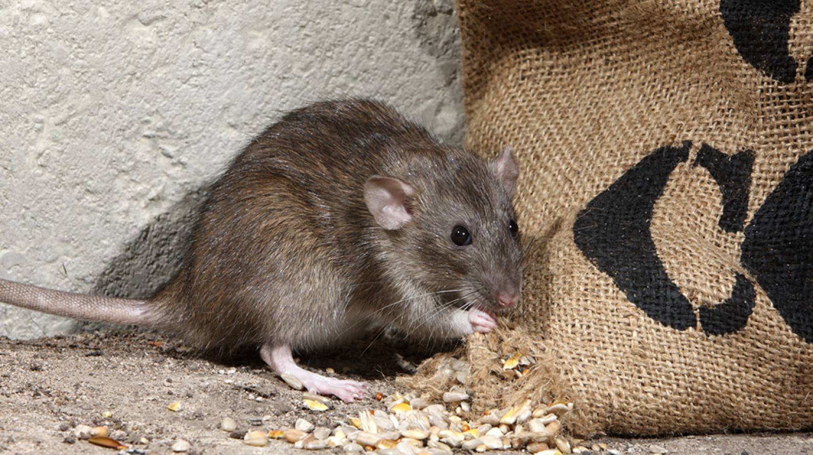 6 эффективных средств от мышей