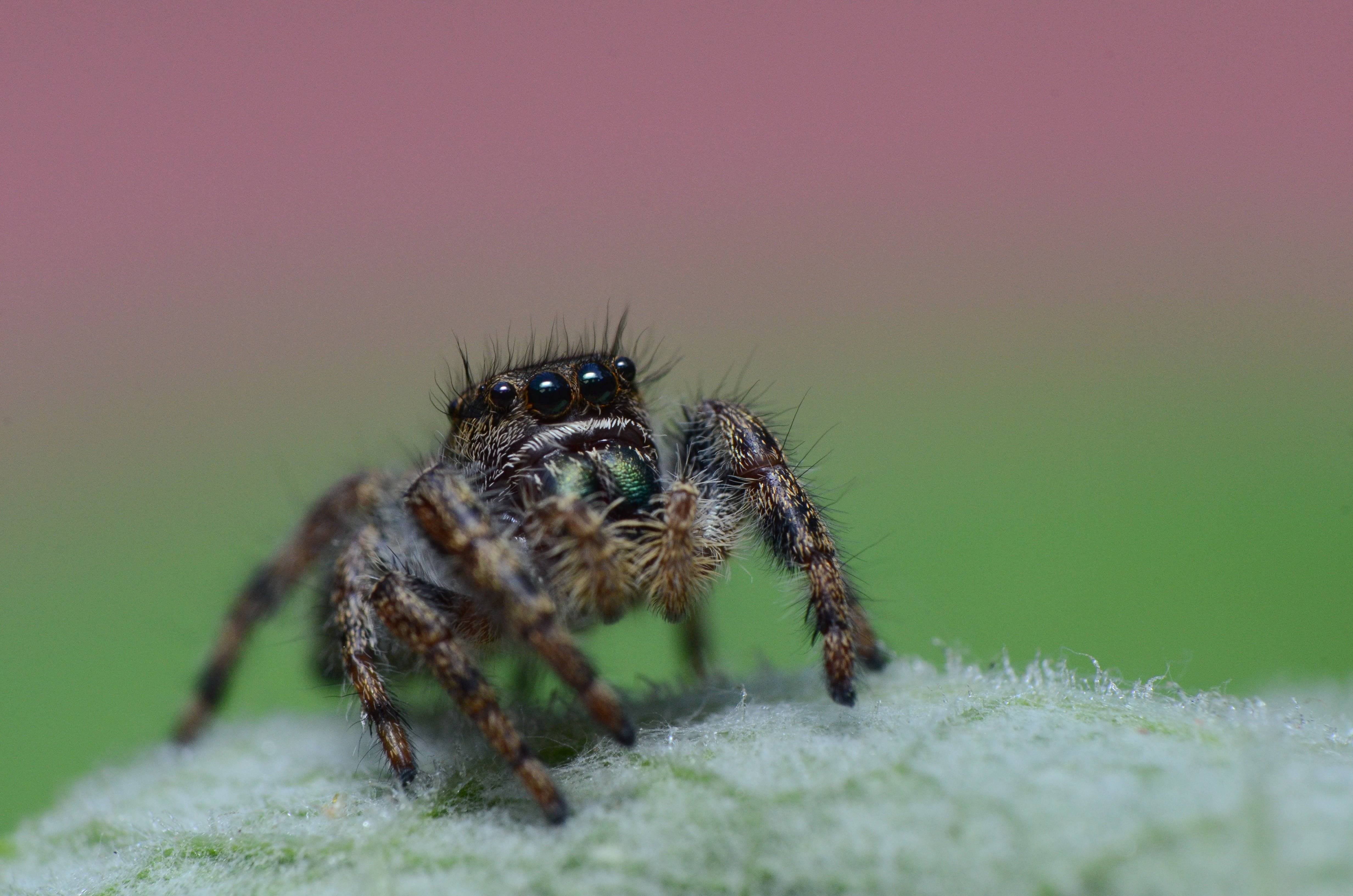 Паук-сенокосец (паук-долгоножка) – описание, фото, виды, яд