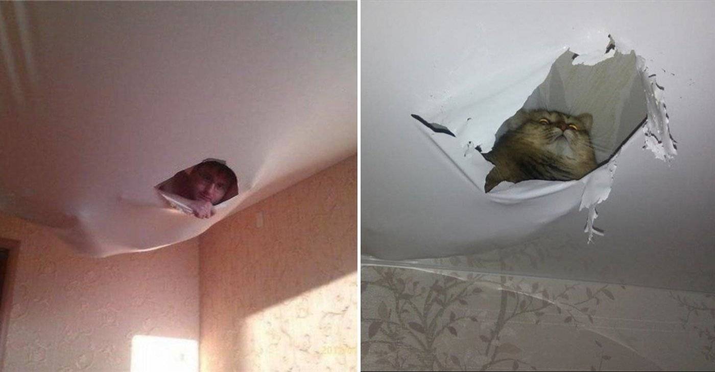 Что делать, если под полотном натяжного потолка завелась мышь?