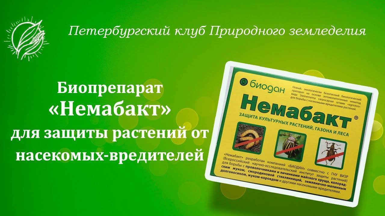 Защита растений от насекомых биологическими препаратами немабакт и энтонем — floraprice.ru