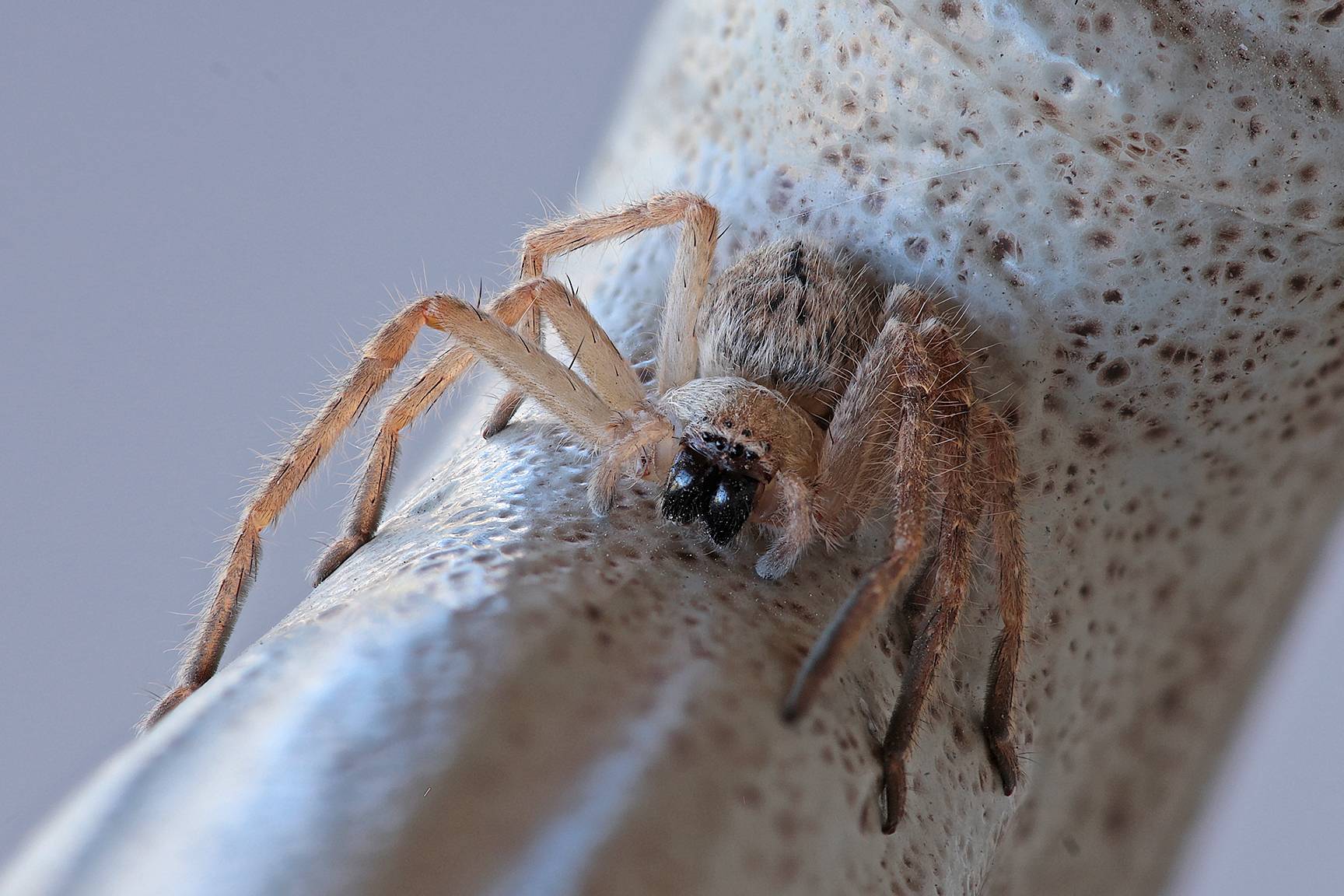 Японский краб-паук: описание вида с фото
