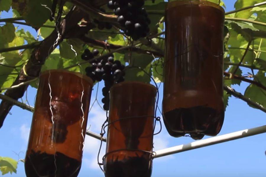 Как избавиться от ос на винограднике